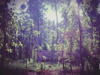 Trees and plants in forest