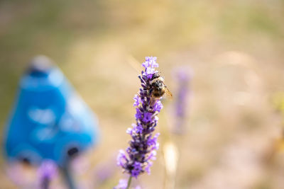 Close-up of insect on purple flower