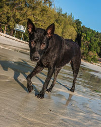 Dog standing on a land