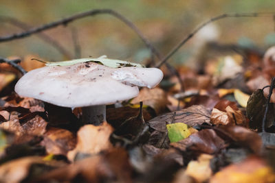 Close-up of mushroom growing on field