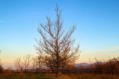Bare tree on field against clear sky