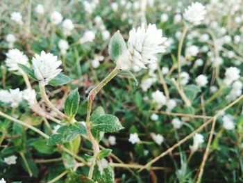 Close-up of white flowers