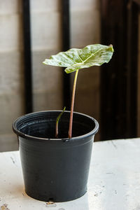 Caladium the time for planting leaves from the soil is 2 months and 6 days.