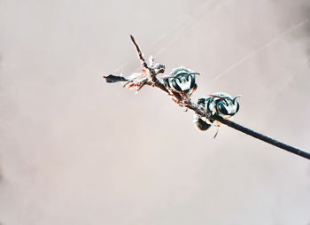 Close-up of insect flying