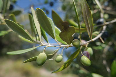 Italian olives trees branch close up,extra virgin olive oil production,genuine bio green olives