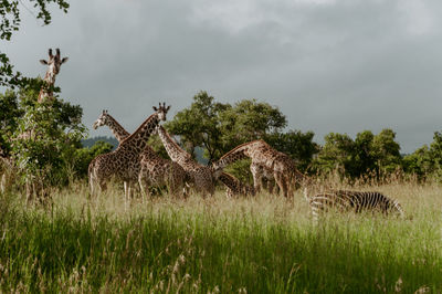 View of giraffe on grassy field against sky