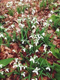 Plant growing on field