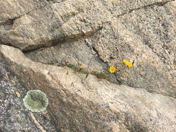 Yellow flowers growing on rock