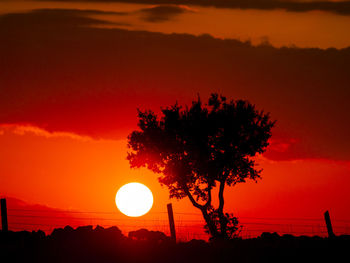 Silhouette tree against orange sky