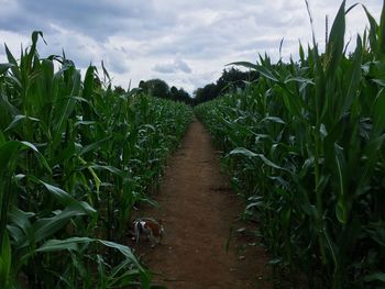 Plants growing on field against sky