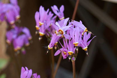 Close-up of purple flowering plant