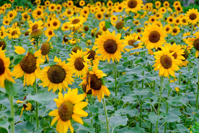 Selective focus of beautiful blooming sunflowers in the field with green nature landscape background