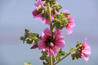 Close-up of pink flowers blooming outdoors