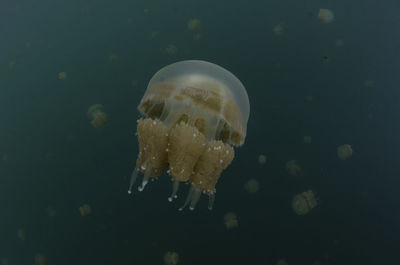 Close-up of jellyfish swimming in sea