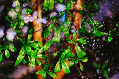 Close-up of wet leaves on plant during rainy season