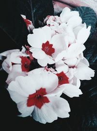 Close-up of red flowers blooming outdoors