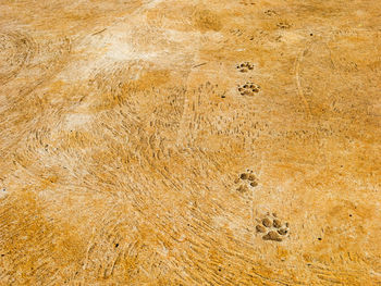 High angle view of footprints on wall