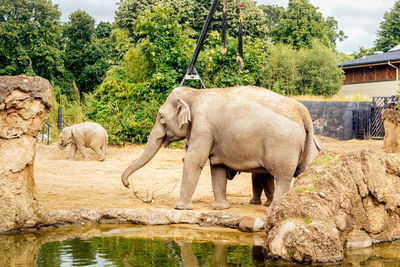 View of elephant in lake