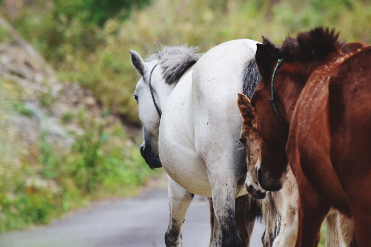 animal, animal themes, mammal, vertebrate, domestic animals, domestic, pets, livestock, focus on foreground, animal wildlife, horse, group of animals, no people, day, nature, herbivorous, working animal, close-up, outdoors, animal head