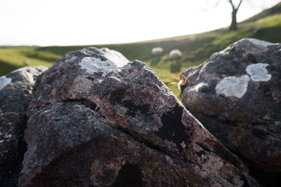 Close-up of lizard on rock