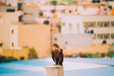 Close-up of bird perching on retaining wall