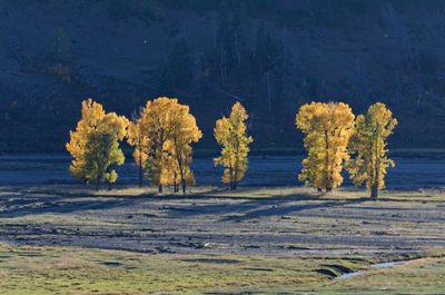 Scenic view of lake in forest during autumn