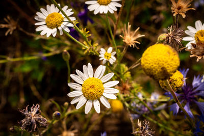 Close-up of white daisy flowers