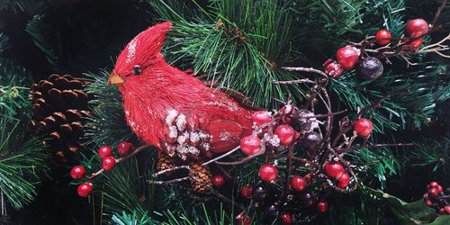 Close-up of christmas tree