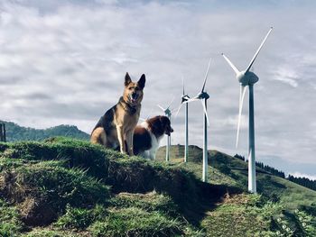 Dogs on hillside underneath wind turbines 