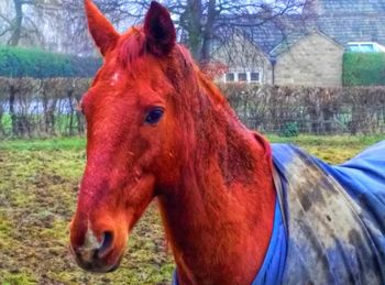 Close-up of horse on field