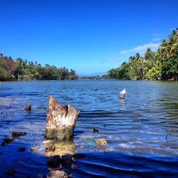 Birds flying over calm lake