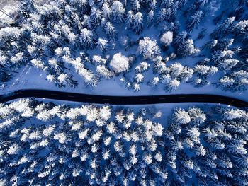 Close-up of snow covered tree against blue sky