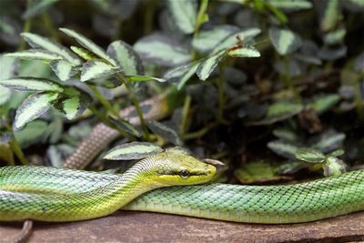 Snake on retaining wall against plants