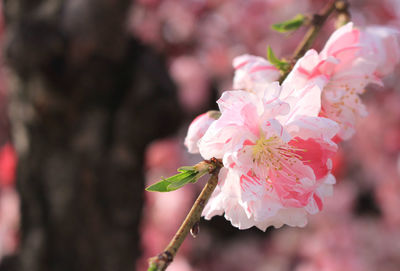 Close-up of pink flowers