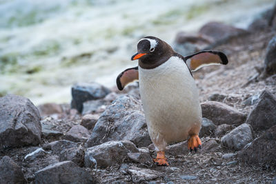 Gentoo penguin running through rocks using flippers