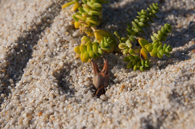 Close-up of plant on sand