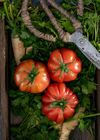 High angle view of tomatoes on table