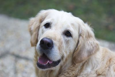 Close-up portrait of a dog