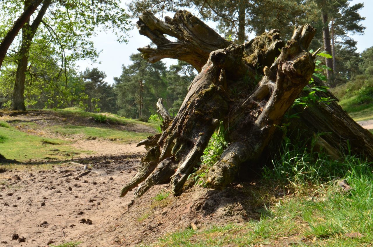 tree, tree trunk, tranquility, nature, growth, forest, tranquil scene, landscape, branch, sunlight, beauty in nature, day, non-urban scene, field, scenics, root, outdoors, sky, wood - material, no people