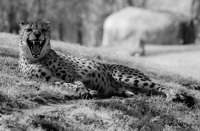 View of a cat on field