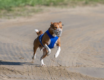 Dogs running on field