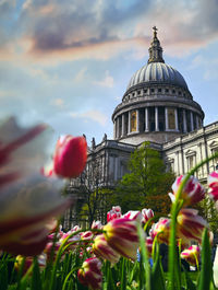 View of flowering plant against building