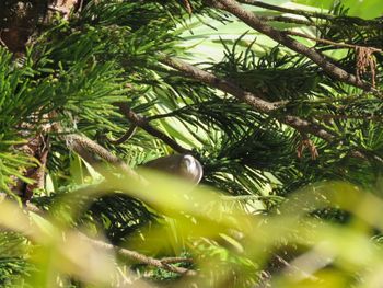 Low angle view of pine tree