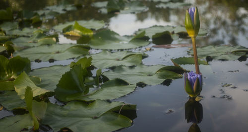 Lotus water lily in pond