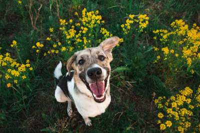 Portrait of a dog