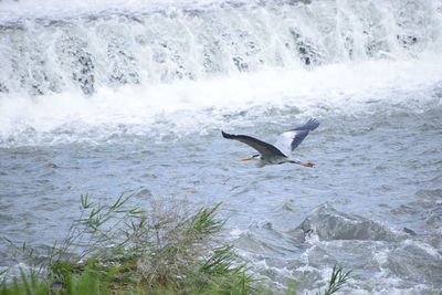 View of gray heron flying over river