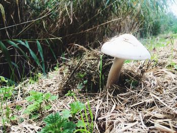 Close-up of mushroom growing in field