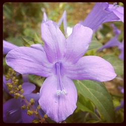 Close-up of purple flower