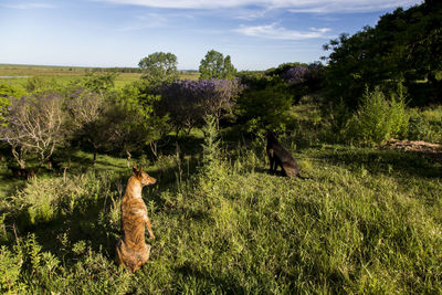 View of a horse on field