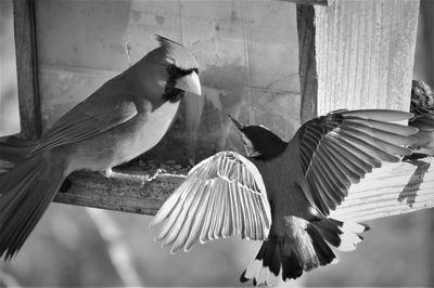 Close-up of birds flying